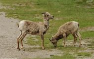 Tiere, Säugetiere - Huftiere  Dickhornschafwidder_Ovis canadensis_Bighorn Sheep 04.JPG