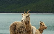 Tiere, Säugetiere - Huftiere  Dickhornschafwidder_Ovis canadensis_Bighorn Sheep 07.JPG