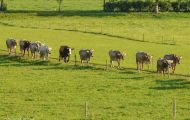 Tiere, Säugetiere - Huftiere  Hausrind_Bos primigenius taurus_Domestic Cattle 03.JPG