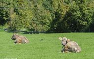 Tiere, Säugetiere - Huftiere  Hausrind_Bos primigenius taurus_Domestic Cattle 05.JPG