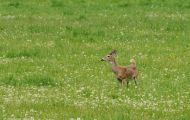 Tiere, Säugetiere - Huftiere  Weißwedelhirsch_Odocoileus virginianus_White-Tailed Deer 03.JPG