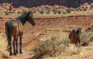 Tiere, Säugetiere - Huftiere  Wildpferde_Wildpferd_Mustang 05.JPG