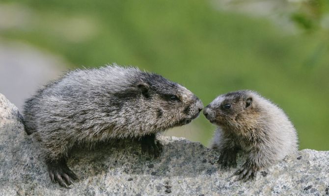 Murmeltiere in Nordamerika - Gelbbauchmurmeltier, Dawson City/Yukon, Kanada