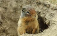 Tiere, Säugetiere - Nagetiere  Kolumbiaziesel_Spermophilus columbianus_Columbian Ground Squirrel 03.JPG