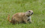 Tiere, Säugetiere - Nagetiere  Schwarzschwanz Präriehund_Cynomys ludovianus_Black-Tailed Prairie Dog 02.JPG