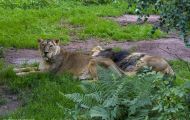 Tiere, Säugetiere - Raubtiere  Asiatischer Löwe_Panthera leo persica_Asiatic Lion 04.JPG