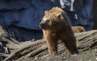 Tiere, Säugetiere - Raubtiere  Europäischer Braunbär_Ursus arctos arctos_Eurasian brown bear 03.JPG