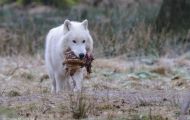 Tiere, Säugetiere - Raubtiere  Polarwolf_Canis lupus arctos_Arctic Wolfe 02.JPG