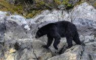 Tiere, Säugetiere - Raubtiere  Schwarzbär_Ursus americanus_ Black Bear 06.JPG