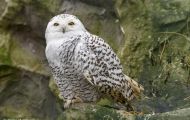 Tiere, Vögel - Eulen   Schnee-Eule_Nyctea scandiaca_Snowy Owl 03.JPG