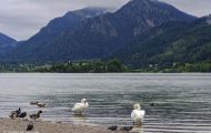 Tiere, Vögel - Gänsevögel  Höckerschwan_Cygnus olor_Mute Swan 07.JPG