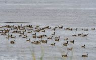 Tiere, Vögel - Gänsevögel  Kanadagans_Branta canadensis_Canada Goose 06.JPG