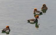 Tiere, Vögel - Gänsevögel  Kolbenente_Netta rufina_Red-Crested Pochard 02.JPG