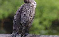 Tiere, Vögel - Gänsevögel  Ohrenscharbe_Phalacrocorax auritus_Double-crested Cormorant 07.JPG