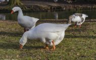 Tiere, Vögel - Gänsevögel  Schneegans_Chen caerulescens_Snow Goose 05.JPG