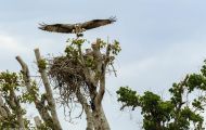 Tiere, Vögel - Greifvögel Fischadler_Pandion haliaetus_Osprey 02.JPG