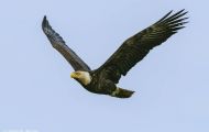 Tiere, Vögel - Greifvögel Weißkopfseeadler_Haliaeetus leucocephalus_Bald Eagle 19.JPG