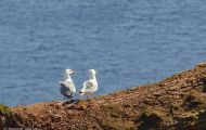 Tiere, Vögel - Regenpfeiferartige Vögel  Dreizehenmöwe_Rissa tridactyla_Black-legged Kittiwake 03.JPG