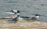 Tiere, Vögel - Regenpfeiferartige Vögel  Flussseeschwalbe_Sterna hirundo_Common Tern 05.JPG