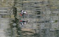 Tiere, Vögel - Regenpfeiferartige Vögel  Trottellumme_Uria aalge_Common Murre 03.JPG