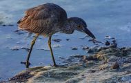 Tiere, Vögel - Ruderfüßer  Krabbenreiher_Nyctanassa violacea_Yellow-Crowned Night Heron 06.JPG