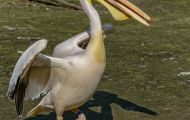 Tiere, Vögel - Ruderfüßer  Rosapelikan_Pelecanus onocrotalus_Eastern White Pelican 01.JPG
