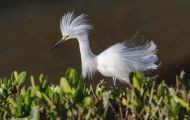 Tiere, Vögel - Ruderfüßer  Schmuckreiher_Egretta thula_Snowy Egret 04.JPG