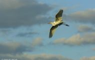 Tiere, Vögel - Ruderfüßer  Silberreiher_Ardea alba_Great Egret 06.JPG