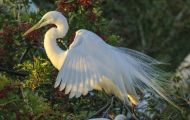 Tiere, Vögel - Ruderfüßer  Silberreiher_Ardea alba_Great Egret 08.JPG