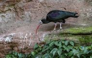 Tiere, Vögel - Ruderfüßer  Waldrapp_Geronticus eremita_Northern Bald Ibis 02.JPG
