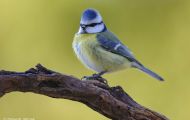 Tiere, Vögel - Sperlingsvögel  Blaumeise_Parus caeruleus_Blue Tit 01.JPG