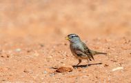Tiere, Vögel - Sperlingsvögel  Dachsammer_Zonotrichia leucophrys_White-crowned Sparrow 05.JPG