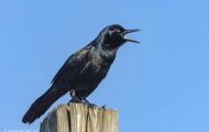 Tiere, Vögel - Sperlingsvögel  Fischkrähe_Corvus ossifragus_Fish Crow 01.JPG