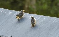 Tiere, Vögel - Sperlingsvögel  Hausrotschwanz_Phoenicurus ochruros_Black Redstart 01.JPG