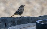 Tiere, Vögel - Sperlingsvögel  Hausrotschwanz_Phoenicurus ochruros_Black Redstart 04.JPG