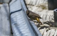 Tiere, Vögel - Sperlingsvögel  Hausrotschwanz_Phoenicurus ochruros_Black Redstart 05.JPG