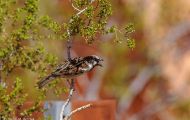 Tiere, Vögel - Sperlingsvögel  Haussperling_Passer domesticus_House Sparrow 09.JPG