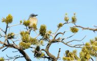 Tiere, Vögel - Sperlingsvögel  Kalifornienhäher_Aphelocoma californica_Western Scrub Jay 05.JPG