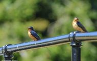 Tiere, Vögel - Sperlingsvögel  Mehlschwalbe_Delichon urbica_House Martin 02.JPG