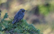 Tiere, Vögel - Sperlingsvögel  Star_Sturnus vulgaris_Common Starling 06.JPG