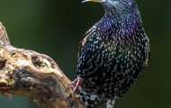Tiere, Vögel - Sperlingsvögel  Star_Sturnus vulgaris_Common Starling 11.JPG