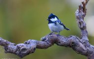 Tiere, Vögel - Sperlingsvögel  Tannenmeise_Parus ater_Coal Tit 07.JPG