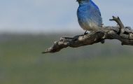 Tiere, Vögel - Sperlingsvögel  Westlicher Buschhäher_Aphelocoma californica_Western Scrub Jay 02.JPG