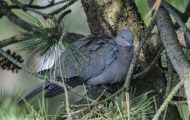 Tiere, Vögel - Taubenvögel  Türkentaube_Streptopelia decaocto_Eurasian Collared-Dove 04.JPG