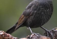 Vögel im heimischen Garten - Amsel.JPG