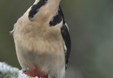 Vögel im heimischen Garten - Buntspecht.JPG