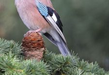 Vögel im heimischen Garten - Eichelhäher.JPG