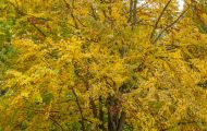 Wälder, Laubwald - Eifel  Laubwald 08.JPG