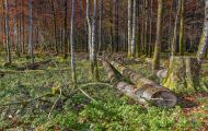 Wälder, Laubwald - Oberbayern  Laubwald 09.JPG