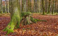 Wälder, Laubwald - Oberbayern  Laubwald 10.JPG